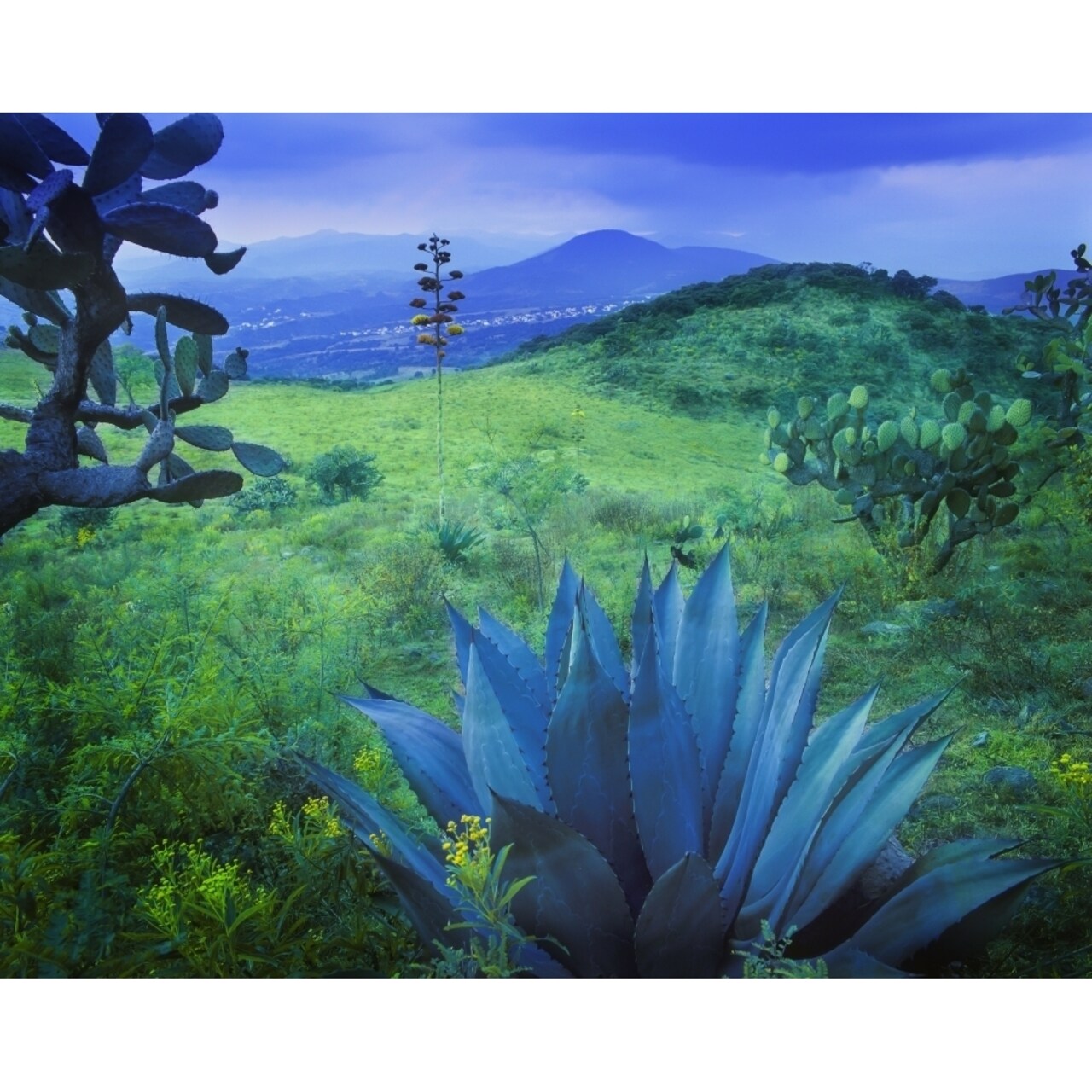 Agave Plant On A Lush Landscape Near Mexico City; Mexico By 770 Productions / Design Pics